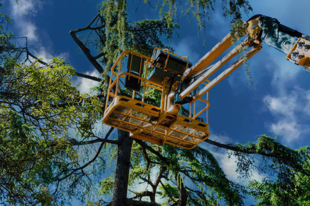 Professional Tree Care  in Kalaheo, HI